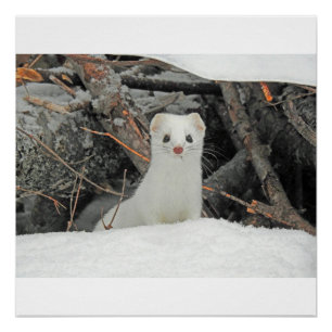 Poster Hermine Blanche