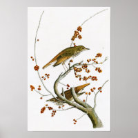 Hermite Thrush John James Audubon Oiseaux d'Amériq