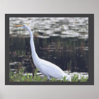 Poster Heron