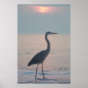 Poster Heron Beachcombing