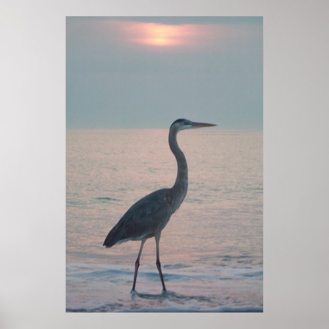 Poster Heron Beachcombing (Devant)