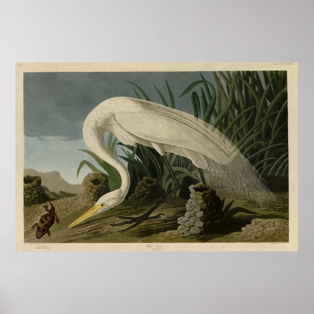 Poster Héron blanc, Grandes aigrettes, Oiseaux d'Amérique (Devant)