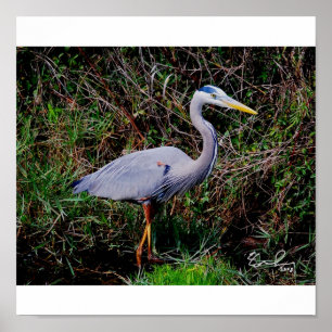 Poster Héron bleu