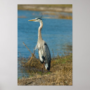 Poster Héron bleu à Pond Print