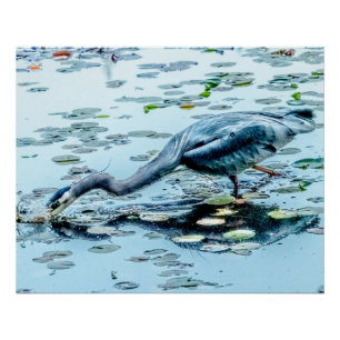 Poster Héron bleu, pêche au dîner parmi les calanques