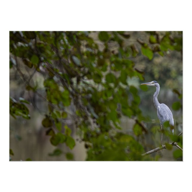 Poster Héron cendré (Devant)