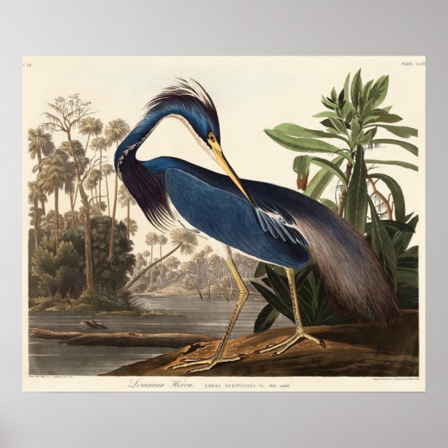 Poster Héron de Louisiane d'Birds of America (1827) (Devant)