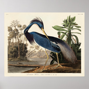 Poster Héron de Louisiane de Birds of America