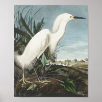 Héron de neige ou aigrette blanche des oiseaux d'A