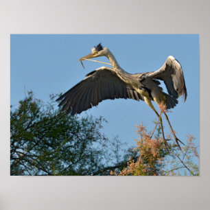 Poster Heron gris arrivant au sommet d'un arbre