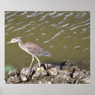 Poster Heron juvénile
