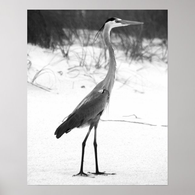 Poster Heron noir et blanc debout sur la plage de sable (Devant)