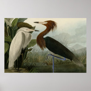 Poster Heron pourpre