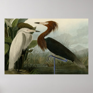 Poster Heron pourpre