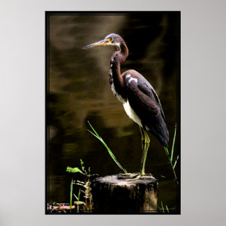 Poster Heron Tricolore -40x60 -autres tailles auss