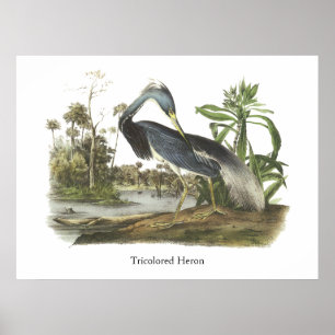 Poster Heron tricolore, John Audubon