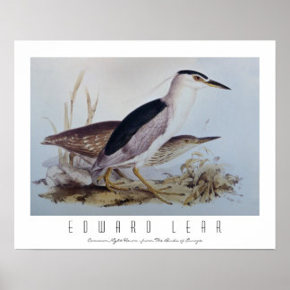 Poster Hérons de nuit