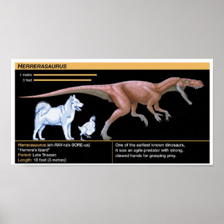 Poster Herrerasaurus - Biologie Dinosaure Jurassique