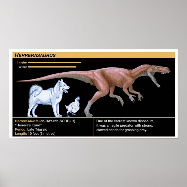 Poster Herrerasaurus - Biology Dinosaur Jurassic (Devant)