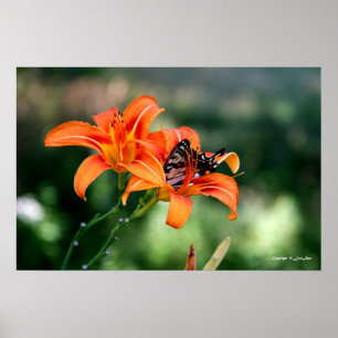 Poster Heure d'alimentation aux Lillies 4