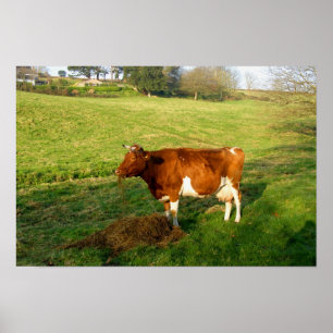 Poster Heure de nourrissage pour vache de Guernesey