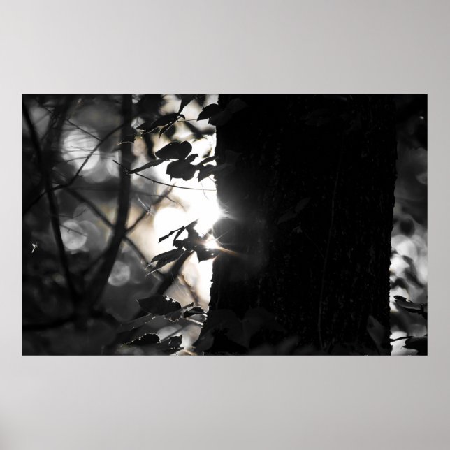 Poster Heure Magique Lever De Soleil Parmi Les Arbres (Devant)