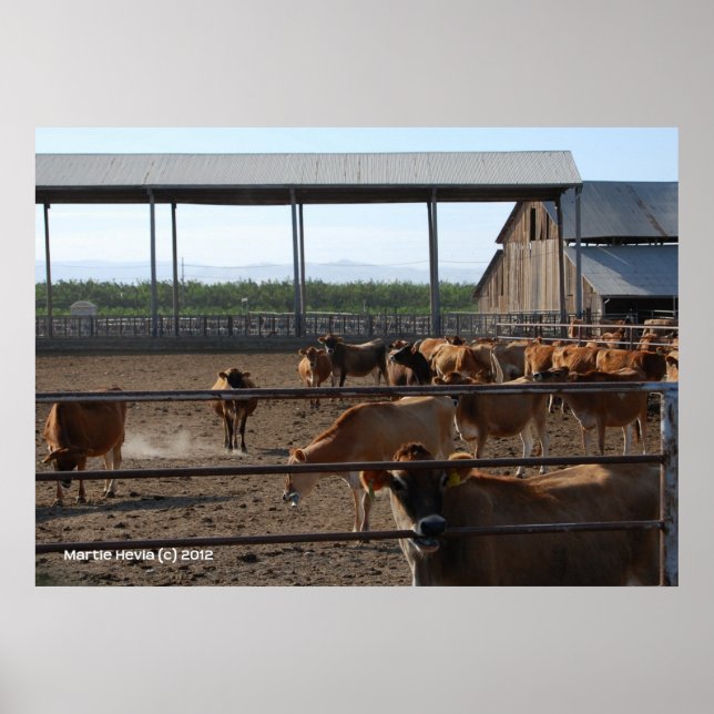 Poster Heureux Vaches de Californie (Devant)