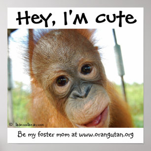 Poster Hey, je suis mignon bébé Orangoutan