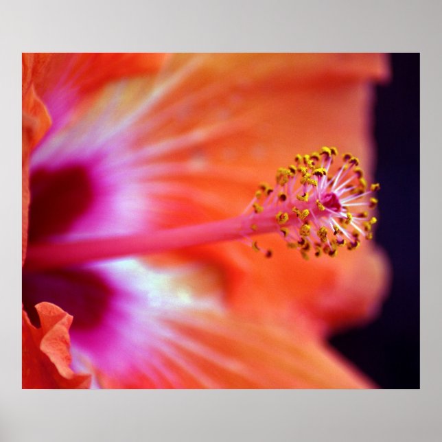 Poster Hibiscus (Devant)