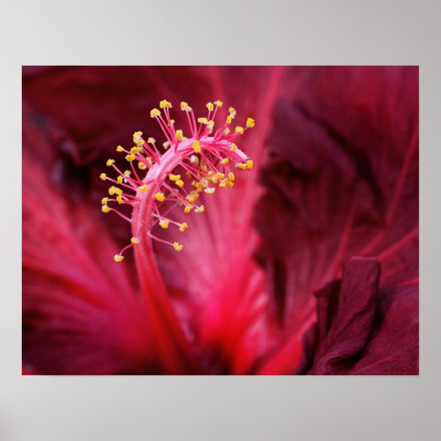 Poster Hibiscus (Devant)