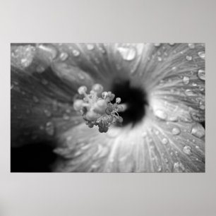 Poster Hibiscus