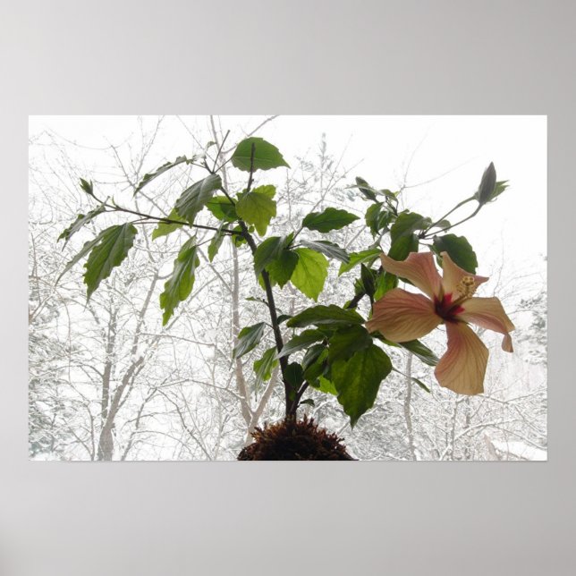 Poster Hibiscus #1 (Devant)