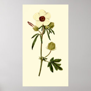Poster Hibiscus à échelle, Mallow de Venise