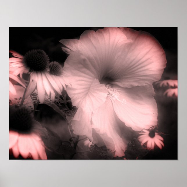 Poster Hibiscus Fleur Noir Et Blanc Tint (Devant)