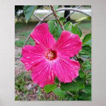 Hibiscus Flower, Photographie, Fuchsia Hibiscus NY