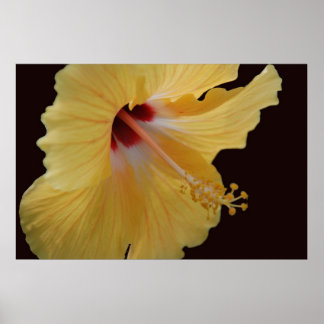 Poster Hibiscus jaune114