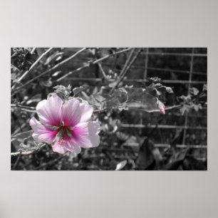 Poster Hibiscus noir, blanc et rose