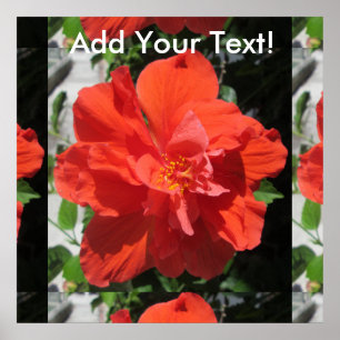 Poster Hibiscus Plante à fleurs rouges