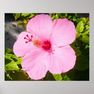 Poster Hibiscus Rose Tropical Fleur