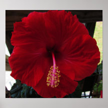 Hibiscus rouge