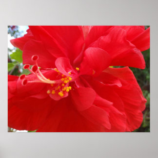 Poster Hibiscus rouge