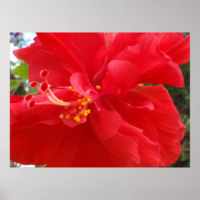 Poster Hibiscus rouge (Devant)