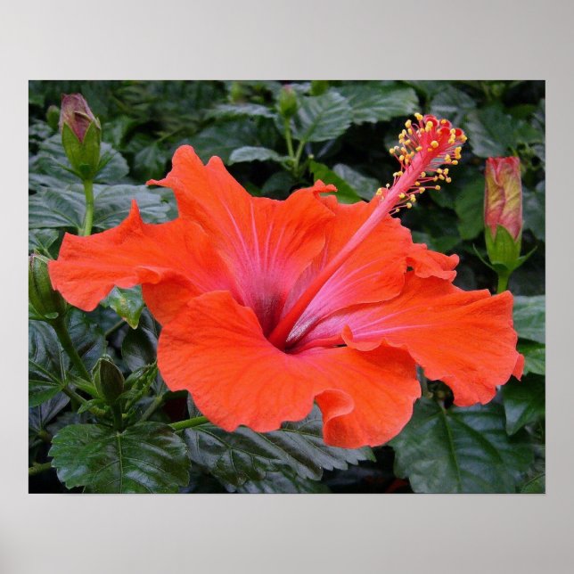 Poster Hibiscus rouge (Devant)