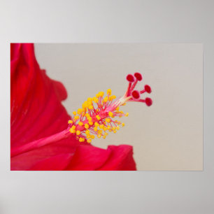 Poster Hibiscus rouge Closeup de Pistil et Stamen