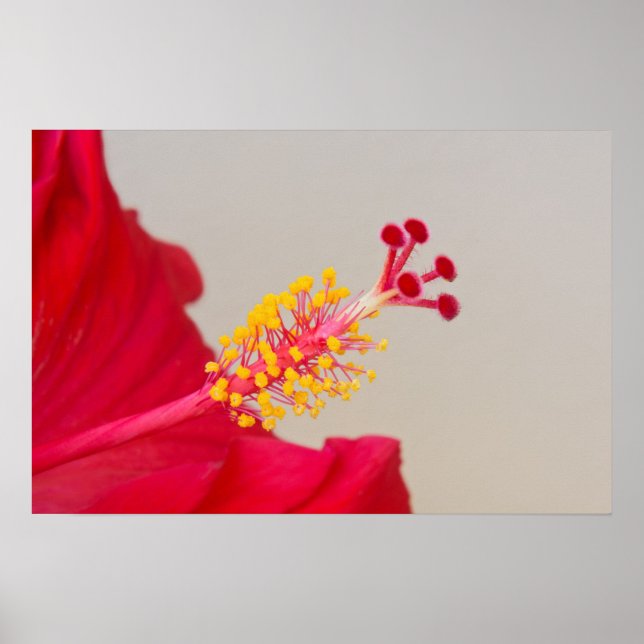 Poster Hibiscus rouge Closeup de Pistil et Stamen (Devant)