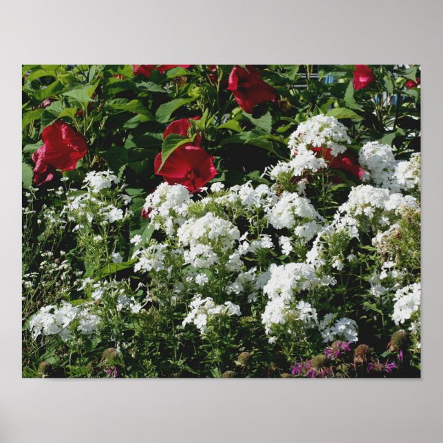 Poster Hibiscus Rouge Et Jardin Fleur De Phox Blanc (Devant)