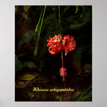 Hibiscus schizopetalus - Lanterne japonaise