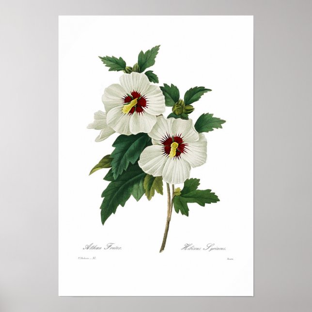 Poster Hibiscus syriacus (Devant)