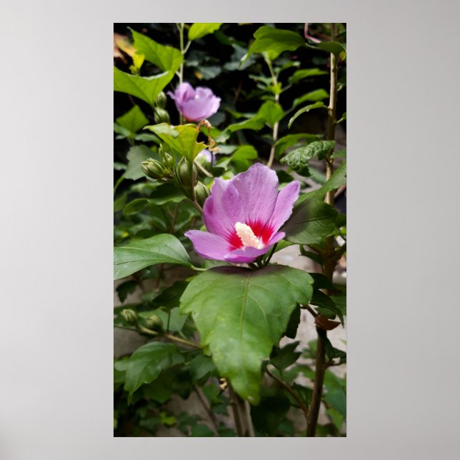 Poster Hibiscus syriacus Aphrodite Shrub, Fleur rose (Devant)