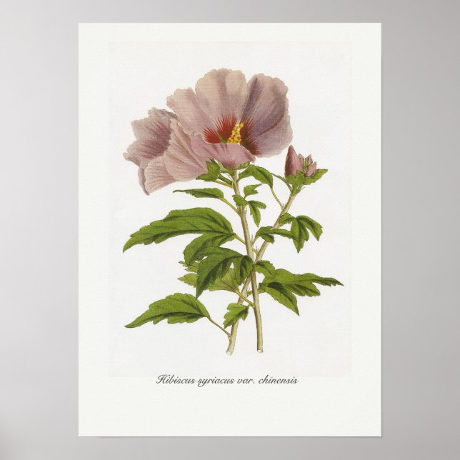 Poster Hibiscus syriacus var. chinensis (Devant)